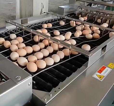 成都某鸡蛋生产企业-流水线喷码机